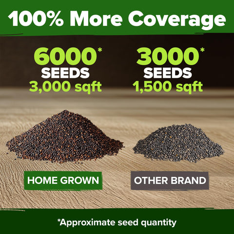 Poppy American Legion Flower Seeds – Heirloom Papaver Rhoeas Variety (6,000 Seeds)