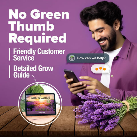 English Lavender Seeds- (1,500+ Non-GMO Heirloom Seeds)