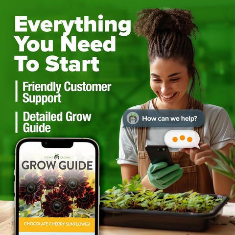 Chocolate Cherry Sunflower Seeds – 75 Seed Count | Deep Burgundy Blooms, Fast-Growing, Pollinator-Friendly, Edible Seeds & Easy Garden Showstopper