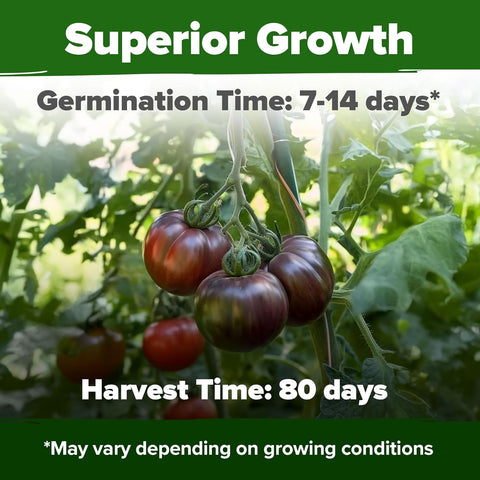 Cherokee Purple Tomato Seeds – Heirloom, Non-GMO, High Germination Rate, Easy to Grow, Ideal for Indoor, Outdoor & Hydroponic Gardens