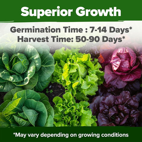 20-Variety Lettuce Seed Pack – 21,600+ Non-GMO Heirloom Salad Greens for Indoor & Outdoor Growing