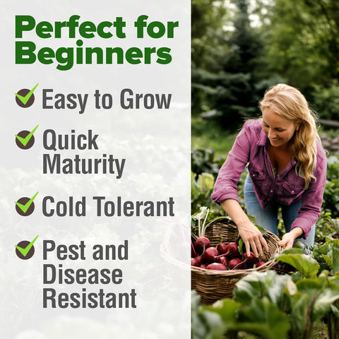 Detroit Dark Red Beet Seeds – 500+ USA-Grown Non-GMO Heirloom Seeds with High Germination