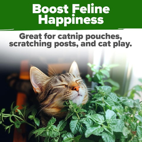 Catnip Seeds for Planting – Premium Non-GMO Heirloom Cat Herb (4,232 Seeds)