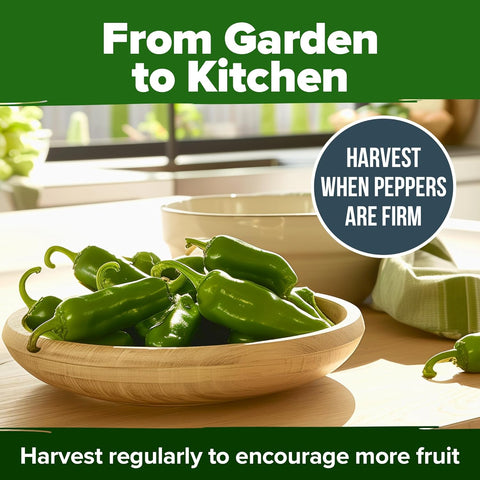 Jalapeño Pepper Seeds – 129+ Non-GMO Heirloom Seeds for Planting (High-Germination, USA-Grown)
