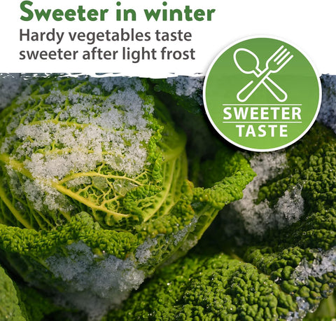 12 Winter Vegetable Seed Pack – Non-GMO, Heirloom Garden Seeds for Cold-Season Growing – High Germination, USA-Sourced Variety Kit