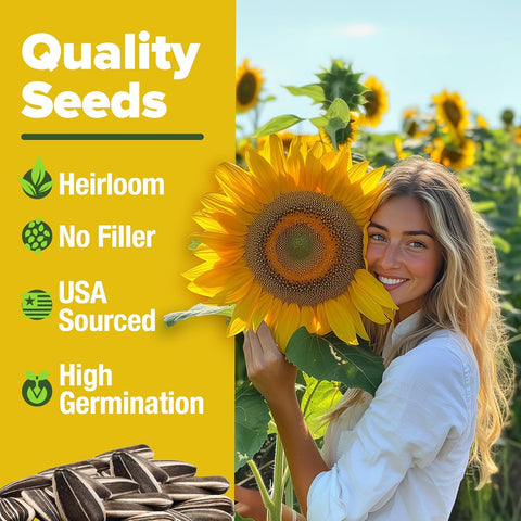 Mammoth Sunflower Seeds – Giant 12 ft Heirloom Variety (520 Seeds)