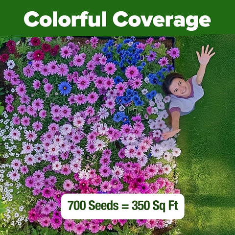 Bachelor’s Button Wildflower Seeds Mix – Fast-Growing, Non-GMO, Pollinator-Friendly (700 Seeds)