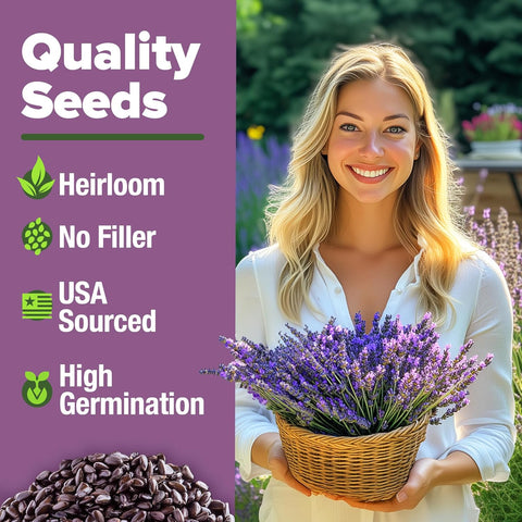 English Lavender Seeds- (1,500+ Non-GMO Heirloom Seeds)