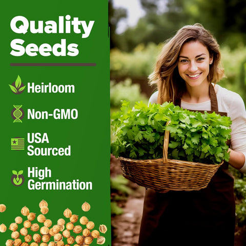 Santo & Calypso Cilantro Seeds Pack – Organic Non-GMO Heirloom Coriander Seeds for Planting Indoors & Outdoors | Slow Bolt Variety