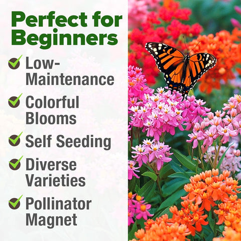 Common Milkweed Seeds – Non-GMO Perennial Wildflower for Monarch Butterflies (Asclepias syriaca)