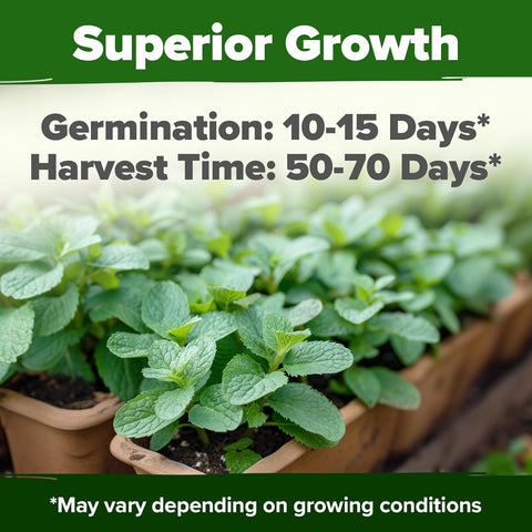 garden mint seeds Common Mint Seeds, 1800 ct, Non-GMO, USA Grown