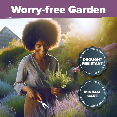 English Lavender Seeds- (1,500+ Non-GMO Heirloom Seeds)