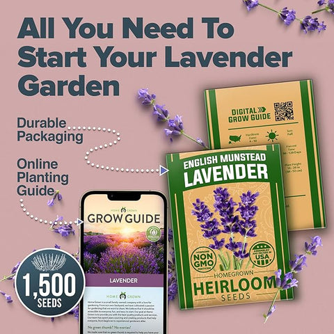 English Lavender Seeds- (1,500+ Non-GMO Heirloom Seeds)