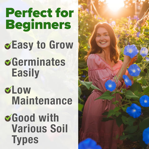 Heavenly Blue Morning Glory Seeds – Non-GMO Heirloom Flower Seeds For Planting, High Germination, Pollinator-Friendly Garden Blooms