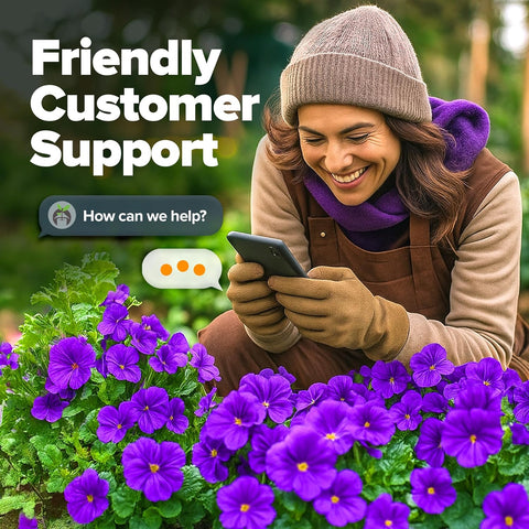 Verbena Seeds – Perennial & Annual Ground Cover Variety (6000 Seeds)