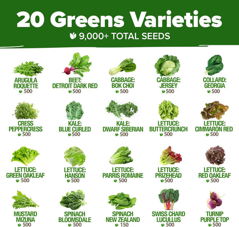 20-Variety Lettuce Seed Pack – 21,600+ Non-GMO Heirloom Salad Greens for Indoor & Outdoor Growing