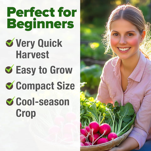 Cherry Belle Radish Seeds – 800+ USA-Grown Non-GMO Heirloom Seeds for Fast 22-Day Harvest