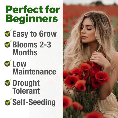 Poppy American Legion Flower Seeds – Heirloom Papaver Rhoeas Variety (6,000 Seeds)