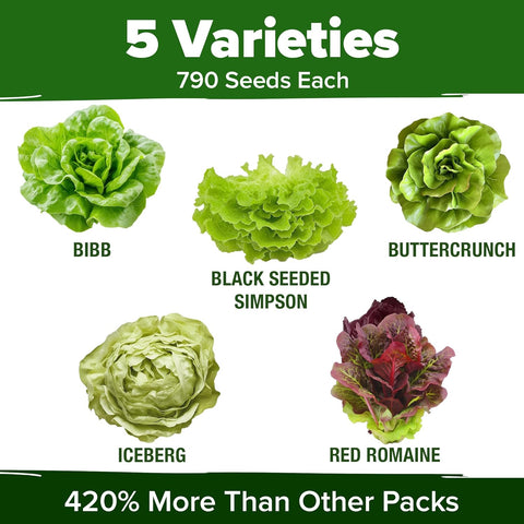 Lettuce Seed Pack – 3950 Non-GMO Heirloom Seeds (5 Salad Varieties)