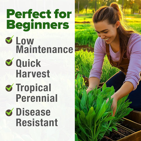 Culantro Seeds – Heirloom Recao Eryngium Foetidum Herb (720+ Non-GMO Seeds)