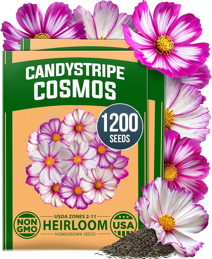 HOME GROWN Cosmos Candystripe Flower Seeds 1200 Count 4g, Spring 2026 Planting, Cosmos Seeds for 2026 Garden, Pink White Cosmos Seeds Bulk, Flower Seeds to Plant Outside