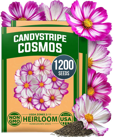HOME GROWN Cosmos Candystripe Flower Seeds 1200 Count 4g, Spring 2026 Planting, Cosmos Seeds for 2026 Garden, Pink White Cosmos Seeds Bulk, Flower Seeds to Plant Outside
