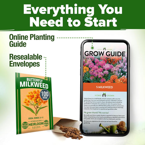 Common Milkweed Seeds – Non-GMO Perennial Wildflower for Monarch Butterflies (Asclepias syriaca)