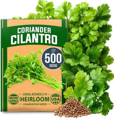 Heirloom Cilantro Seeds for Planting – Non-GMO Herb Seeds, High Germination, Indoor & Outdoor Garden-Friendly