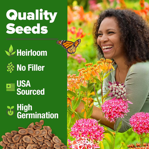 Common Milkweed Seeds – Non-GMO Perennial Wildflower for Monarch Butterflies (Asclepias syriaca)