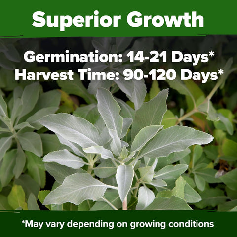 white sage plant seeds White Sage Seeds, 646 ct, Non-GMO Heirloom, USA Grown