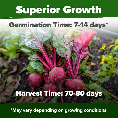 Detroit Dark Red Beet Seeds – 500+ USA-Grown Non-GMO Heirloom Seeds with High Germination