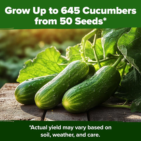 Beit Alpha Persian Cucumber Seeds – 100+ Fast-Growing Non-GMO Seeds