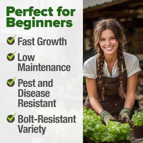 Santo Cilantro Seeds – Organic Non-GMO Coriander Seeds for Planting Indoors & Outdoors, Slow Bolt, 1000+ Heirloom Seeds