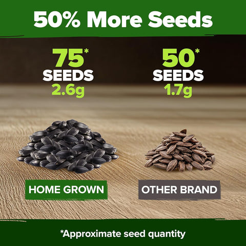 Chocolate Cherry Sunflower Seeds – 75 Seed Count | Deep Burgundy Blooms, Fast-Growing, Pollinator-Friendly, Edible Seeds & Easy Garden Showstopper