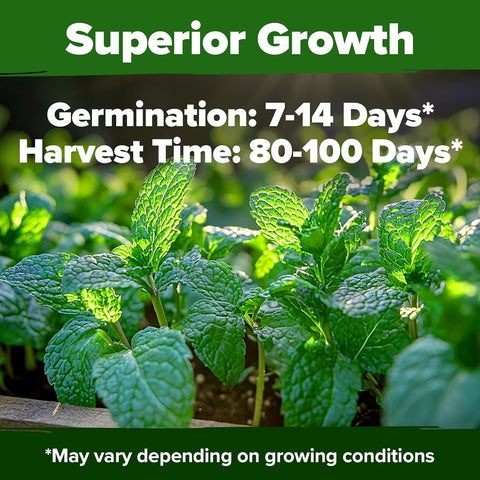 Peppermint Seeds (2370+ Seeds) – Non-GMO, USA-Grown, High-Germination Herb for Tea, Cooking & Wellness