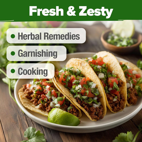 Heirloom Cilantro Seeds for Planting – Non-GMO Herb Seeds, High Germination, Indoor & Outdoor Garden-Friendly