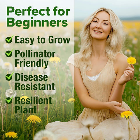 Dandelion Seeds – Heirloom Edible & Medicinal Herb Variety (600 Seeds)