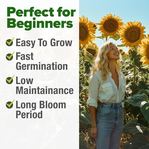 Mammoth Sunflower Seeds – Giant 12 ft Heirloom Variety (520 Seeds)