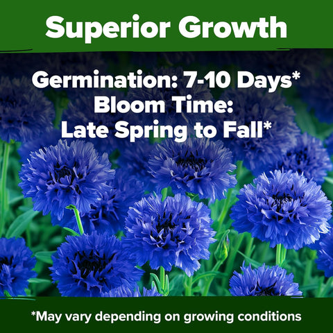 Bachelor Button Seeds – Cornflower Heirloom Variety (6,000 Seeds)