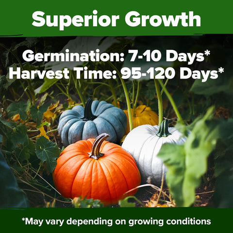 5 Pumpkin Mix Seeds (40 Count) – Premium Heirloom, Non-GMO, Decorative & Edible Varieties – High Nutrition & Rich Flavor