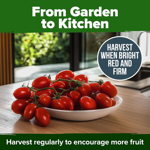 San Marzano Tomato Seeds – Authentic Heirloom, Non-GMO, High Germination, Indoor/Outdoor & Hydroponic Gardening