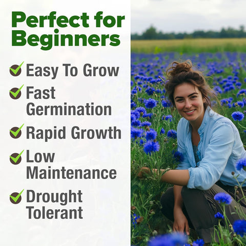 Bachelor Button Seeds – Cornflower Heirloom Variety (6,000 Seeds)