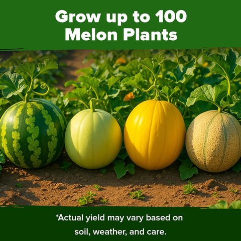 Heirloom Melon Seeds Variety Pack – 200+ Non-GMO Seeds of 5 Sweet Melon Types for Home Garden Growing, photo 6