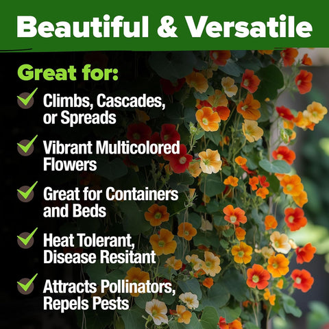 Nasturtium Seeds – Edible Flower Variety (250 Seeds)