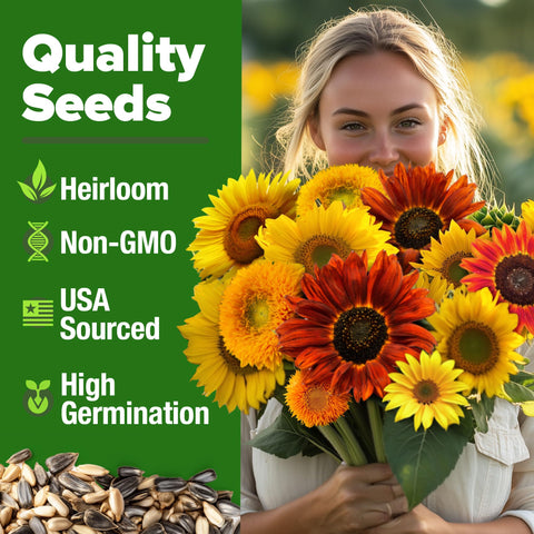 Sunflower mix varieties in bloom
