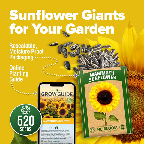 Mammoth Sunflower Seeds – Giant 12 ft Heirloom Variety (520 Seeds)