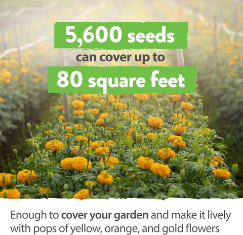 planting marigold seeds in july Crackerjack Marigold Seeds Mix, Heirloom, USA Grown