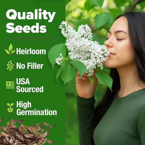 lilac flower seeds White Lilac Tree Seeds, 53 ct, Non-GMO Heirloom