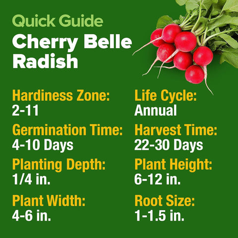 Cherry Belle Radish Seeds – 800+ USA-Grown Non-GMO Heirloom Seeds for Fast 22-Day Harvest