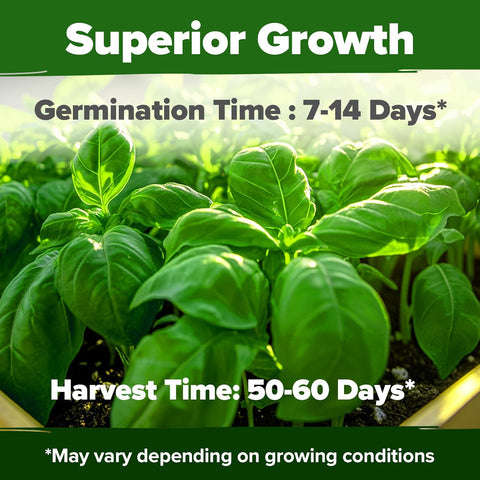 Genovese Basil Seeds Kit – 1,750 Non-GMO Heirloom Seeds with Pots & Soil for Indoor/Outdoor Growing